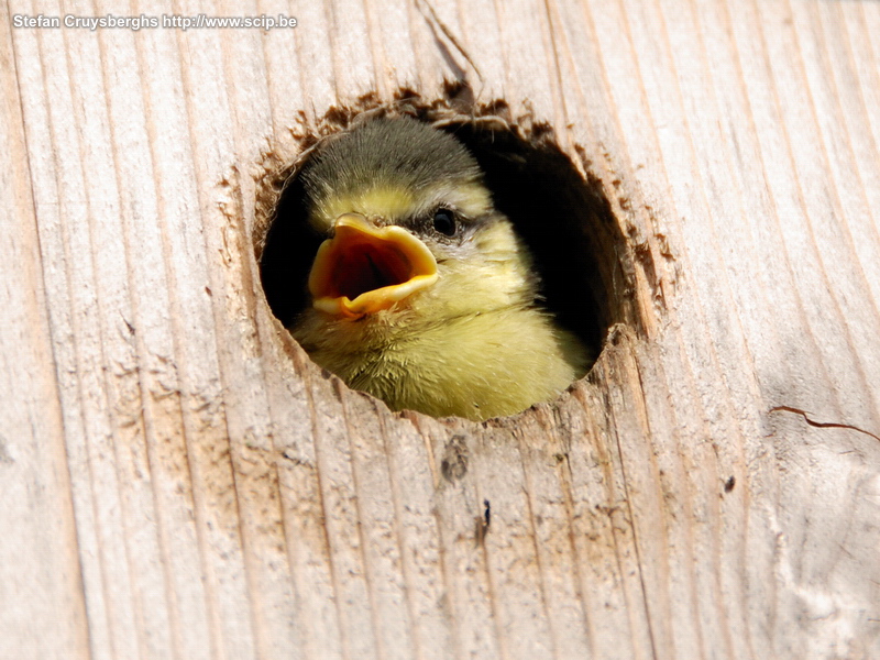 Pimpelmezen Een koppeltje pimpelmezen (parus caeruleus) heeft een maand lang in het nestkastje in mijn tuintje gehouden. De hele dag vlogen de ouders aan en af. In het begin gaven ze de kleintjes vooral gele rupsen. De laatste dagen stonden alle soorten insecten en zaadjes op het menu. Ondertussen zijn de 4 kleine pimpelmezen uitgevlogen. Stefan Cruysberghs